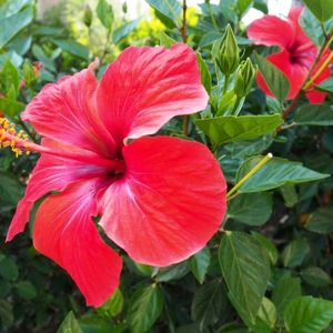 4 diffrent Hibiscus Plant Cutting