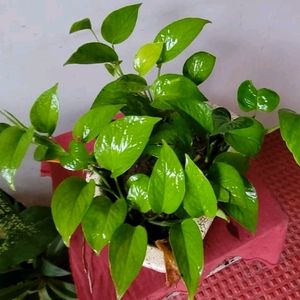 Evergreen Money Plant 🌱 & Pot