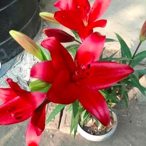 Imported Asiatic Lilly Mix Color 5 Blub