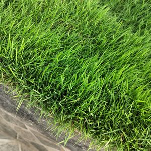 English Grass