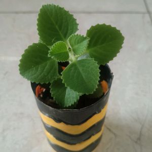 Ajwain (Organo)Plant With Pot