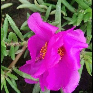 Combo Moss Rose +Gladiflora+9"O'clock