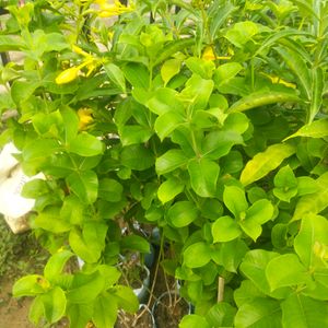 Yellow Almonda Flower Plant With Healthy Root