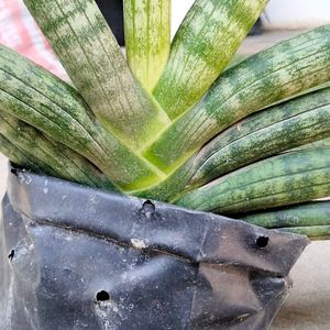 Rare Sansevieria