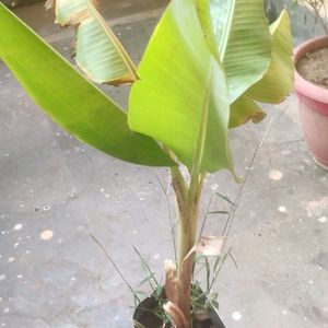 Live Hybrid Banana Plant