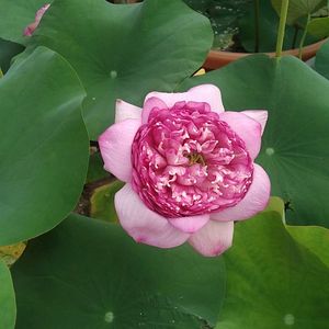 Lotus Plant Rizohme