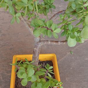 BONSAI KUBERAKSHI PLANTS