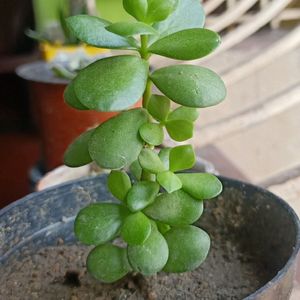 Jade Plant