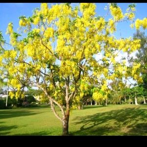 Golden Shower/Cassia Fistula Live Plant