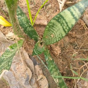 Baby Snake Plant