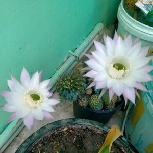 Echinopsis Purple White