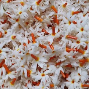 Night-Flowering Jasmine/Harshingar/Parijat Flower