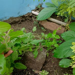 1 Feet Tulsi Plant