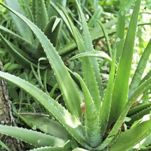 Aloe Vera Plant