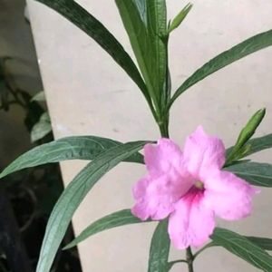 Mexican Petunia Live Plant