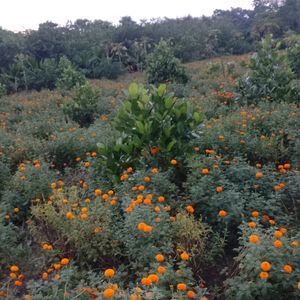 Marigold Plant 5 Pic Combo