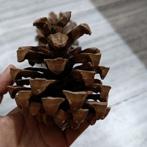 Combo Of Pine Tree For Decorations