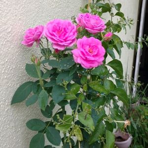 Rose And Tissue Flower