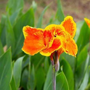 Canna lily bulbs yellow orange