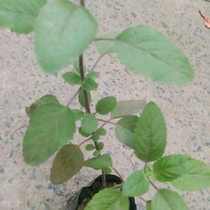 Rama Tulsi Plant