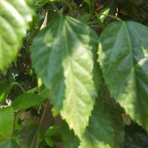 Hibiscus Leaf's (50 Leaf's)🍀 (Mandhara Akulu)