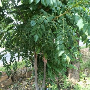 Curry Leaf 🌿 Plant Seeds