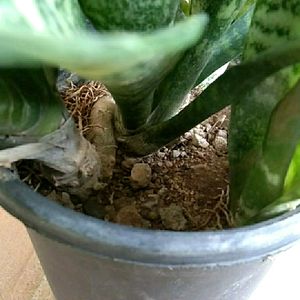 Snake plant Long with pot