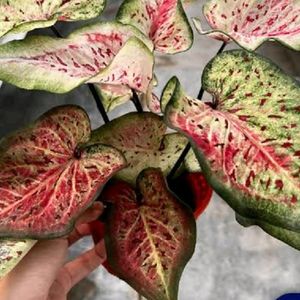 Caladium I'd-Dragon Flame