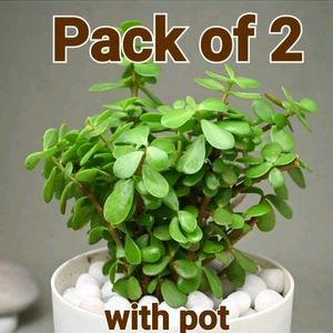 Jade Plant With Pot