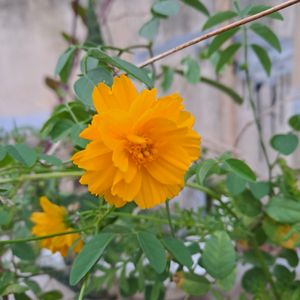 WHOLESALE OFFER Cosmos Yellow Mixed Seed(50 Seeds)