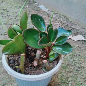 Peperomia Plant