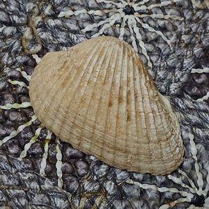 Shank And Cowrie Shell