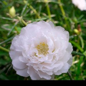 Combo Of 20 Stems OfWhite Portulaca Nd Red Purlane