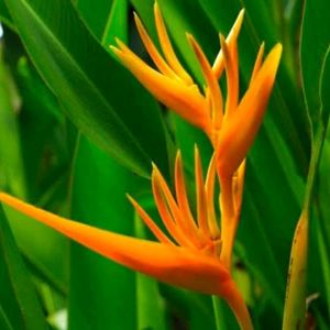 Bird Of Paradise Plant 2