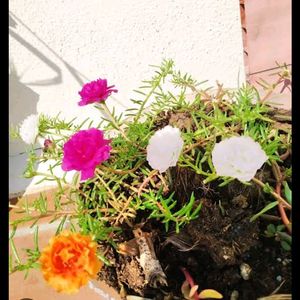 Portulaca Plant