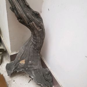 Drift Wood Natural From HARIDWAR