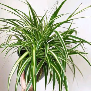 Spider Plant