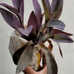 Purple Heart Plant