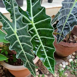 Alocasia Amazonica Big Plant