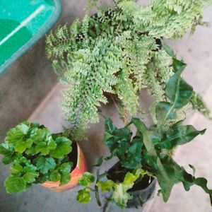 Air Purifying 2 Types Fern N Aralia Plant