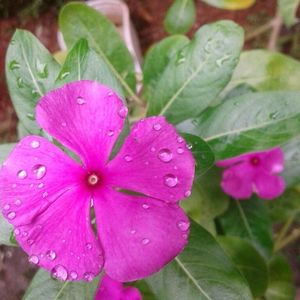 Pink Vinca Plant