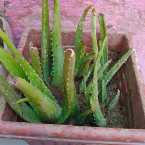 Beautiful Pots With Plant