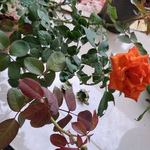 Rose Plant In Offer