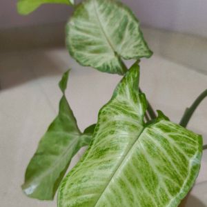 Live Syngonium Plant in Terracotta Pot