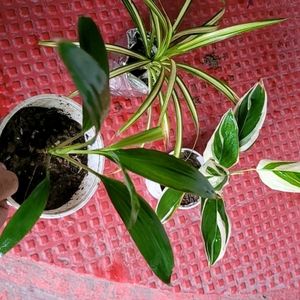 Set 3 Never...&Dracaena Ruby Healthy Plant