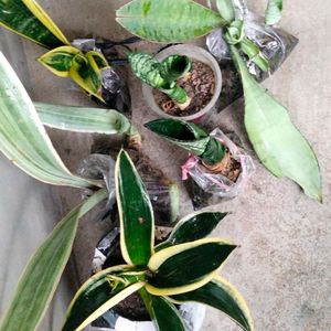 Mix Sansevieria (7 Varieties )