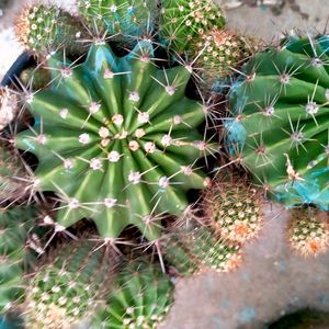 Beautiful Cactus Live Plant