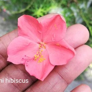 Beautiful Flowering Seeds @ Wholesale Price