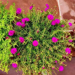 Rosemary Plant