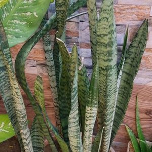 Sanseveria Back In Stock